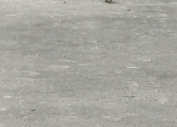 M0511010_When Kitten see humans.#cat #catlover #savekittens #help #wiwiwi #fun…_part2