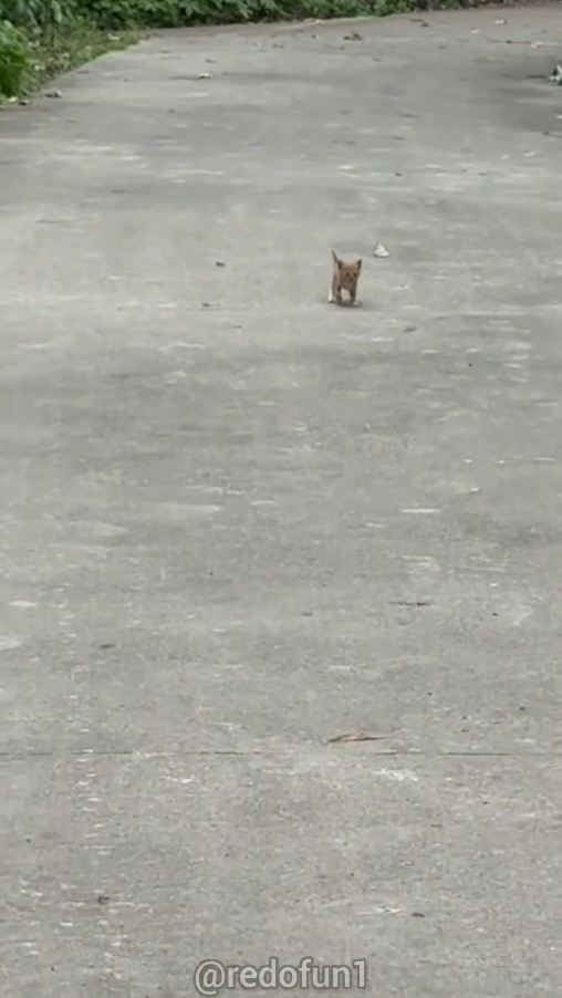 M0511010_When Kitten see humans.#cat #catlover #savekittens #help #wiwiwi #fun…_part2