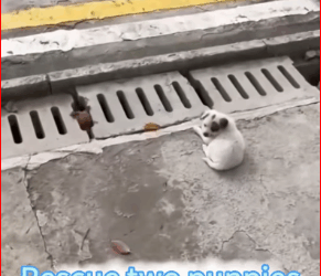 M2711019 Someone please help that dog.part2