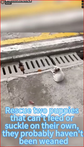 M2711019 Someone please help that dog.part2