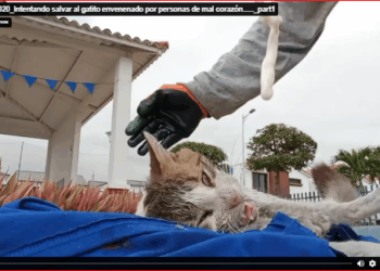 M2711020_Intentando salvar al gatito envenenado por personas de mal corazón……_part2
