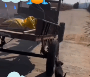 M2711021_#trendingreelsvideo #shorts #virals Joni CR (2)_part2