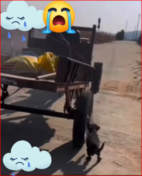 M2711021_#trendingreelsvideo #shorts #virals Joni CR (2)_part2