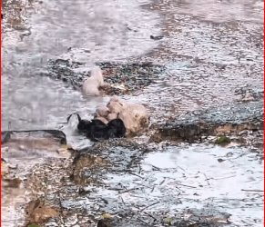 M2711023_Aqui em BV tempo de lua, hora tá sol hora chuva vem, essas cria…_part2