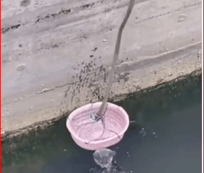 M2711024_Fortunately, we noticed in time to save the cat from drowning.