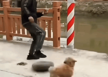 M2911001_man kicked puppy doghouse into river, so decided to g…_part2