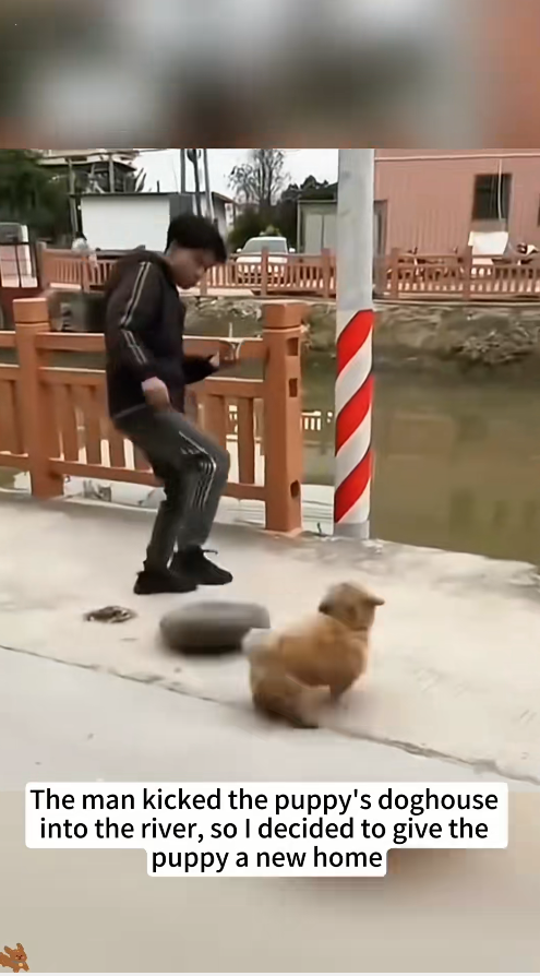 M2911001_man kicked puppy doghouse into river, so decided to g…_part2