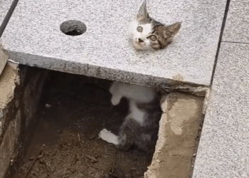 M2911002_Man rescue kitten decided to adopt it #rescueanimals #res…_part2