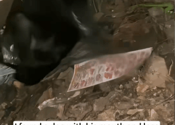 M2911003_found dog his mouth andlegs tied abandoned in hole.l r…_part2