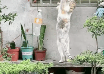 M2911004_#happy.ch #Tiktokcat #cat #kitten #cutecat_part2