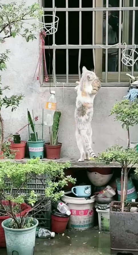 M2911004_#happy.ch #Tiktokcat #cat #kitten #cutecat_part2