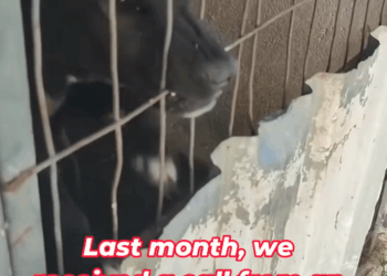 M2911005_We Found Mother Dog Locked Behind House, Suffering In Silence #an…_part2