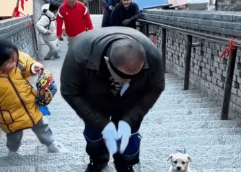 M2911006_little dog was resting on steps when it was chased kicked b…_part2