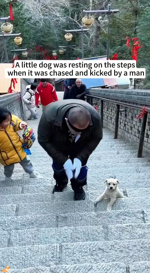 M2911006_little dog was resting on steps when it was chased kicked b…_part2