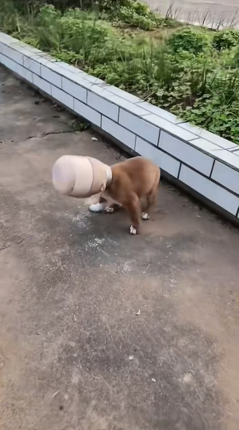 M2911008_#dog #dogsoftiktok #rescuedog #poordog #fyp_part2