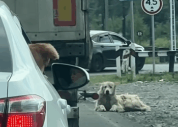 M2911009_Man found an abandoned dog on road brought it home #animals_part2