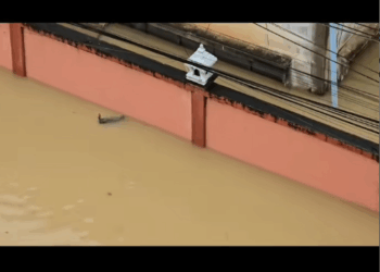 M2911010_The cat is exhausted from the water. Thank you to all the young people. #FloodSongkhla #FloodMaha…_part2