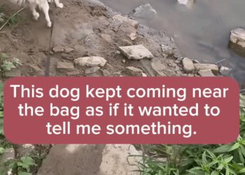 MV29.11please save that poor dog who did this terrible thing