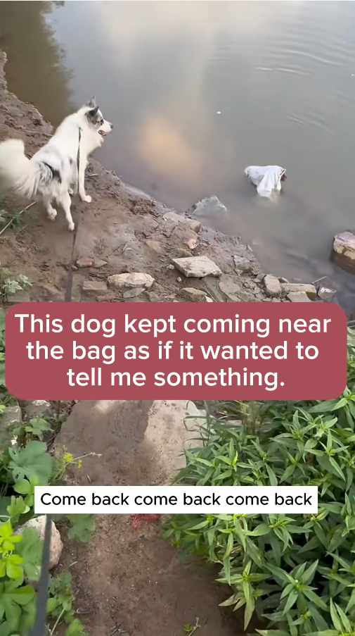 MV29.11please save that poor dog who did this terrible thing