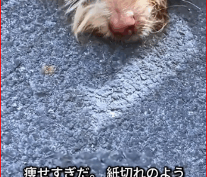 M3011010 #foryou #fyp #rescue #animalprotection #straydog #dog #straydogprotection #straydogrescue (1) part 2