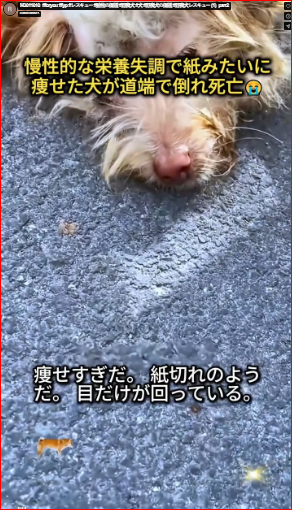 M3011010 #foryou #fyp #rescue #animalprotection #straydog #dog #straydogprotection #straydogrescue (1) part 2