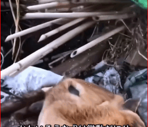 M3011011_#straydog #viralvideo #lonelydog #lovememode #spayandneuter #abandone…_part2