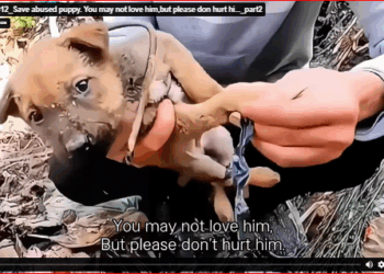 M3011012_Save abused puppy. You may not love him,but please don hurt hi…_part2