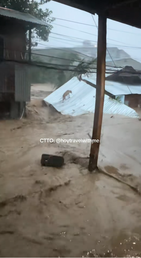 M0511001_Still wala pa mi na rescue Zone Carrot Brgy Paknaan Cebu Kutob tuho…_part2