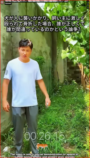 M3011009 #foryou #fyp #rescue #animalprotection #straydog #dog #straydogprotection #straydogrescue part 2