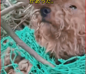 M3011018#straydog #misstep #helpingpeopleintrouble #protectinganimals #fyp #foryou (1) part 2