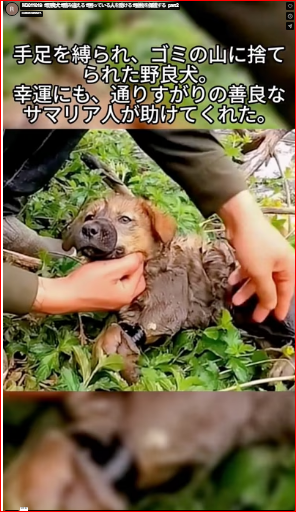 M3011019#straydog#misstep#helpingpeopleintrouble#protectinganimals part 2