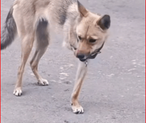 M3011014_old owner left, but dog was still waiting to find food re…_part2