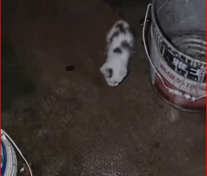 M3011015″This… isn’t this wire mesh? I wonder why.”#kitten #lifewithcats #cat part 2