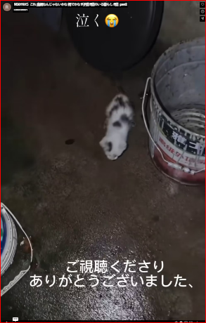 M3011015″This… isn’t this wire mesh? I wonder why.”#kitten #lifewithcats #cat part 2