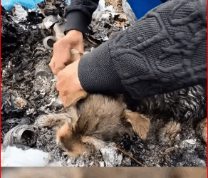 M3011016_stray puppy trapped by sticky mouse board #dog #dogsoftiktok #pu…_part2