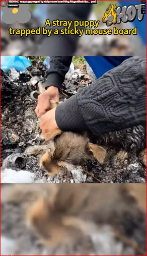 M3011016_stray puppy trapped by sticky mouse board #dog #dogsoftiktok #pu…_part2