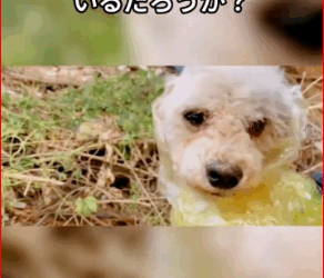 M3011020#straydog#misstep#helpingpeopleintrouble#protectinganimals#fyp#foryou (2) part 2