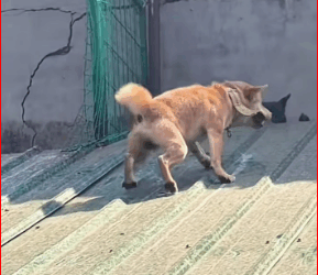 M3011021_don know when their owner will come home to take them home.#dogso…_part2