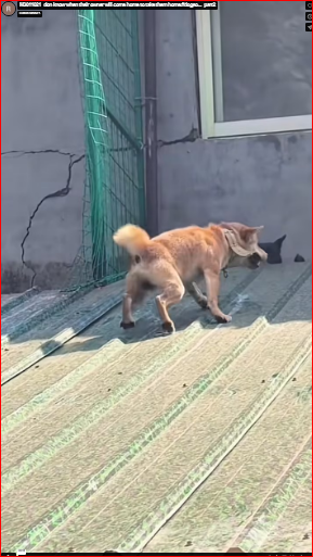 M3011021_don know when their owner will come home to take them home.#dogso…_part2