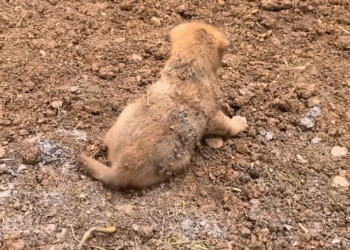 M0511002_Does anyone know how to potty train a dog?_part 2