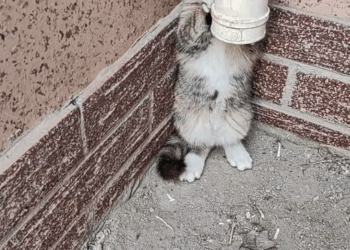 M0511005_Man found an abandoned kitten in his backyard adopted it #animals…_part2