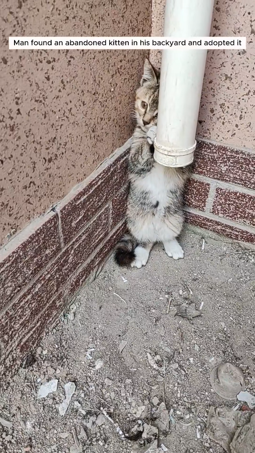 M0511005_Man found an abandoned kitten in his backyard adopted it #animals…_part2