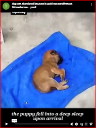 dog was abandoned because it could not stand#rescue #sharethecare…_part2