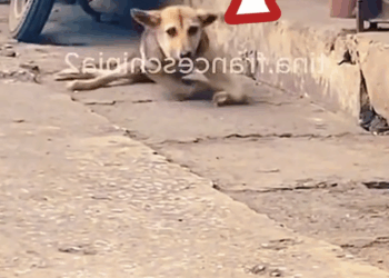 M2810027_This poor dog was paralyzed after being abandoned by its owner_part2