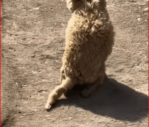 My heart ached deeply when I looked at him.#pet #xuhuong #fyp #trending #dog #dogsoftiktok #petsoftiktok (1) part2