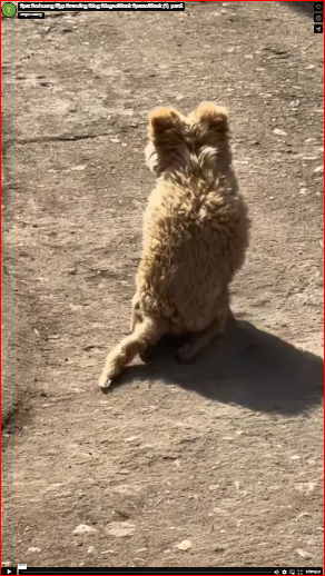 My heart ached deeply when I looked at him.#pet #xuhuong #fyp #trending #dog #dogsoftiktok #petsoftiktok (1) part2