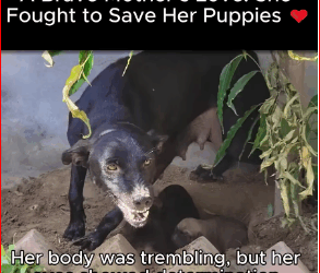 Brave Mother Love She Fought to Save Her Puppies. #fyp #trending…_part2