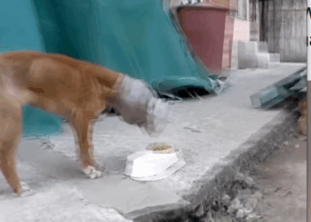 M0511035_Rescue dog whose head is stuck in jar #rescuedog #rescueanimals_part2