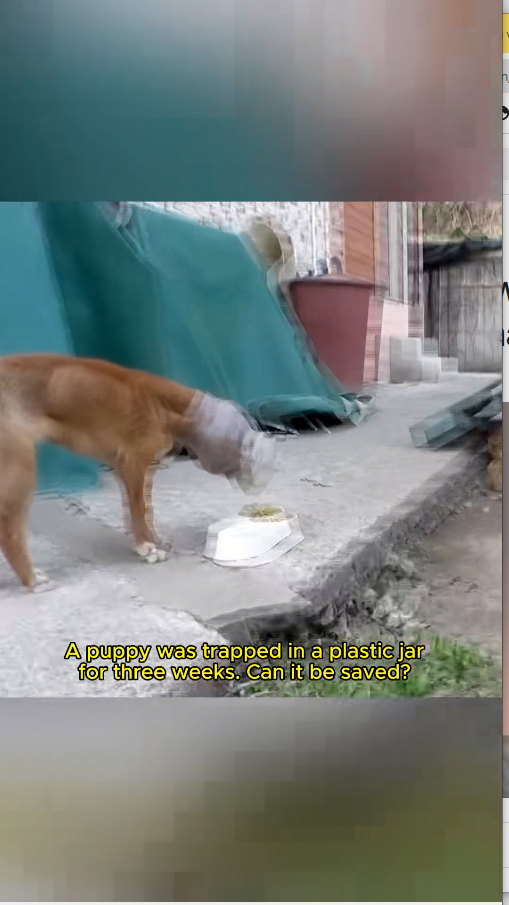 M0511035_Rescue dog whose head is stuck in jar #rescuedog #rescueanimals_part2
