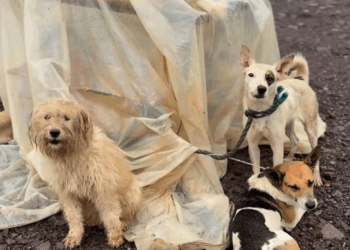 M0111017_F9B9TA5N_part2